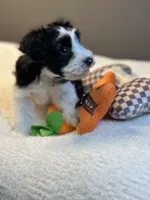 Zara, a female Miniature Schnauzer for sale in Red Boiling Springs, TN – 2 of 10