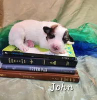 John Darling , a male Great Pyrenees for sale in Red Bud, IL – 2 of 3