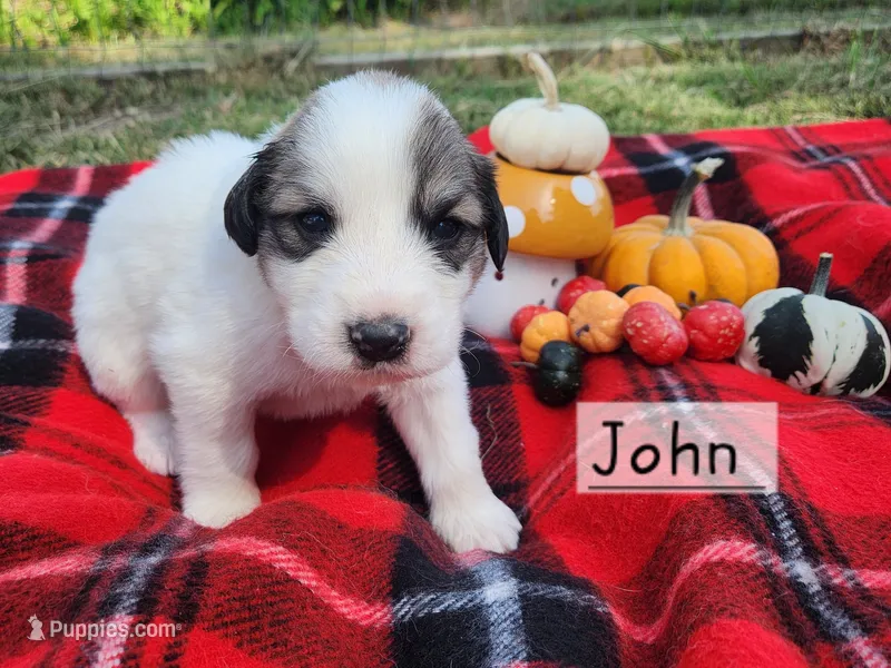 John Darling  – Great Pyrenees puppy for sale in Red Bud, IL