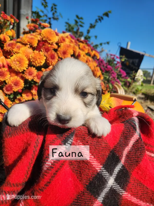 Fauna  – Great Pyrenees puppy for sale in Red Bud, IL