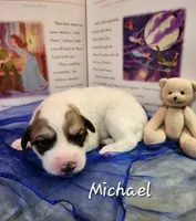 Michael Darling , a male Great Pyrenees for sale in Red Bud, IL – 2 of 3