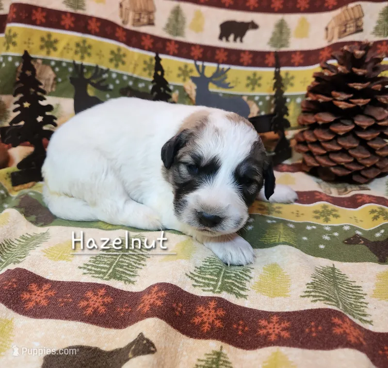 Hazelnut  – Great Pyrenees puppy for sale in Red Bud, IL