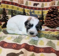 Hazelnut , a female Great Pyrenees for sale in Red Bud, IL – 1 of 3