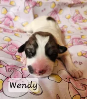 Wendy Darling , a female Great Pyrenees for sale in Red Bud, IL – 3 of 3