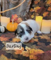 Little Miss Darling , a female Great Pyrenees for sale in Red Bud, IL – 1 of 3