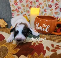 Hazelnut , a female Great Pyrenees for sale in Red Bud, IL – 2 of 3