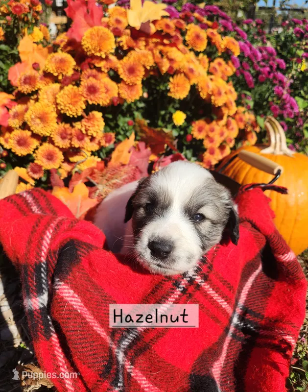 Hazelnut  – Great Pyrenees puppy for sale in Red Bud, IL