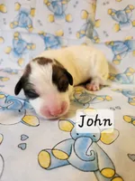 John Darling , a male Great Pyrenees for sale in Red Bud, IL – 3 of 3