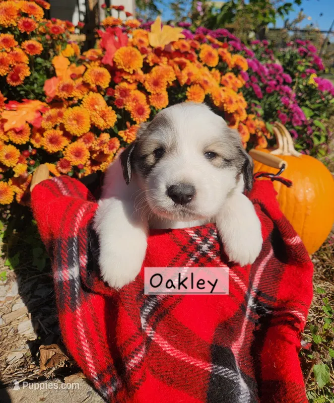 Oakley  – Great Pyrenees puppy for sale in Red Bud, IL