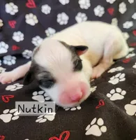 Nutkin , a female Great Pyrenees for sale in Red Bud, IL – 3 of 3