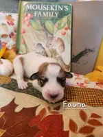 Fauna , a female Great Pyrenees for sale in Red Bud, IL – 2 of 3