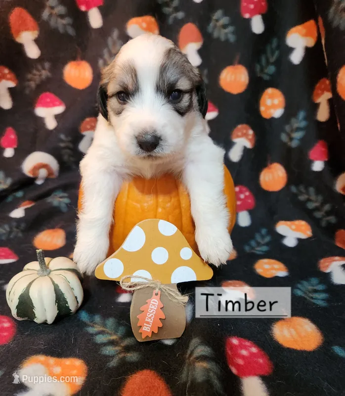 Timber  – Great Pyrenees puppy for sale in Red Bud, IL