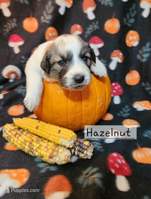 Hazelnut  – Great Pyrenees puppy for sale in Red Bud, IL