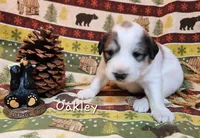 Oakley , a male Great Pyrenees for sale in Red Bud, IL – 1 of 3