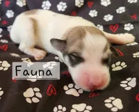Fauna , a female Great Pyrenees for sale in Red Bud, IL – 3 of 3