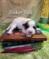 Tinker Bell , a female Great Pyrenees for sale in Red Bud, IL – 2 of 3