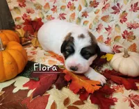 Flora, a female Great Pyrenees for sale in Red Bud, IL – 2 of 3