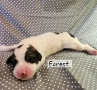 Forest, a male Great Pyrenees for sale in Red Bud, IL – 3 of 3