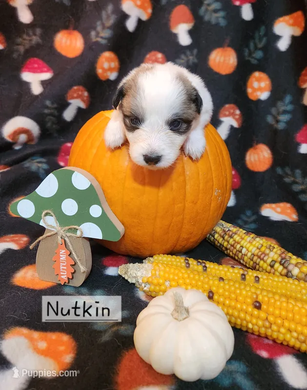 Nutkin  – Great Pyrenees puppy for sale in Red Bud, IL