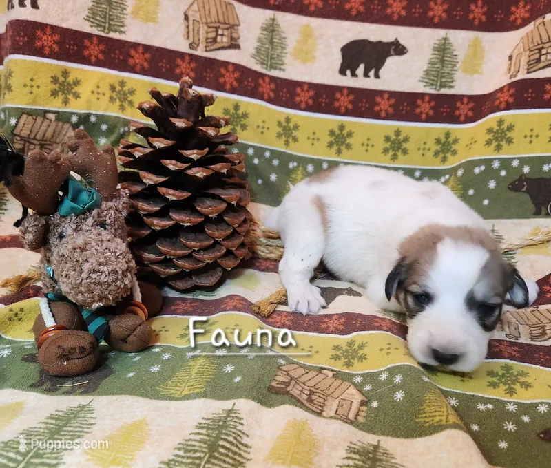 Fauna  – Great Pyrenees puppy for sale in Red Bud, IL