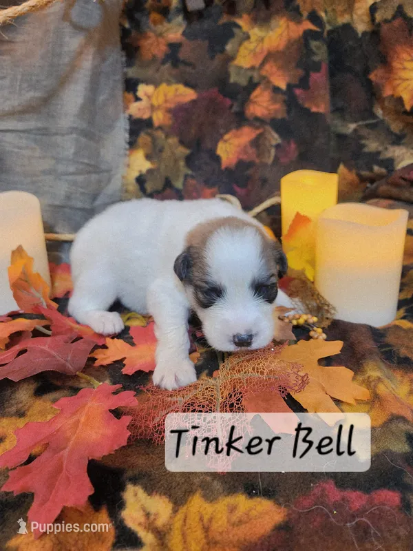 Tinker Bell  – Great Pyrenees puppy for sale in Red Bud, IL