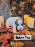 Tinker Bell , a female Great Pyrenees for sale in Red Bud, IL – 1 of 3