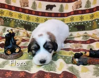 Flora, a female Great Pyrenees for sale in Red Bud, IL – 1 of 3