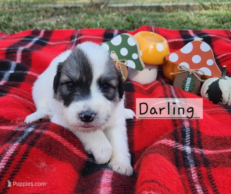 Little Miss Darling  – Great Pyrenees puppy for sale in Red Bud, IL
