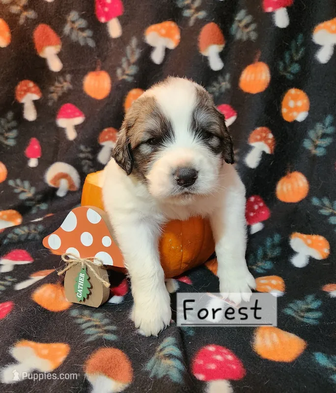 Forest – Great Pyrenees puppy for sale in Red Bud, IL