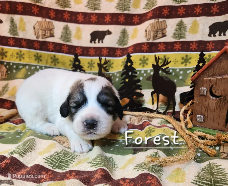 Forest – Great Pyrenees puppy for sale in Red Bud, IL