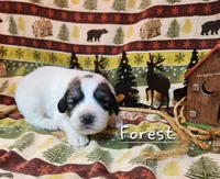 Forest, a male Great Pyrenees for sale in Red Bud, IL – 1 of 3