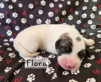 Flora, a female Great Pyrenees for sale in Red Bud, IL – 3 of 3