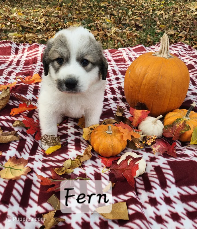 Fern – Great Pyrenees puppy for sale in Red Bud, IL