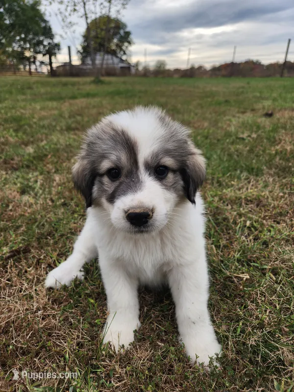 Little Miss Darling  – Great Pyrenees puppy for sale in Red Bud, IL