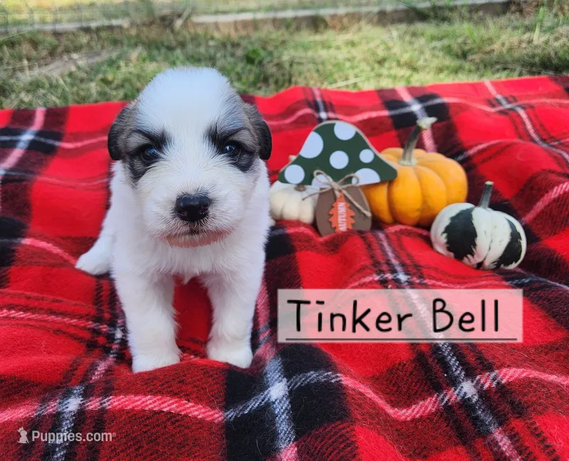 Tinker Bell  – Great Pyrenees puppy on hold in Red Bud, IL