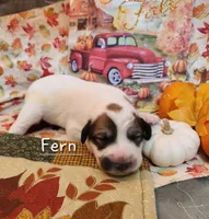 Fern, a female Great Pyrenees for sale in Red Bud, IL – 2 of 3