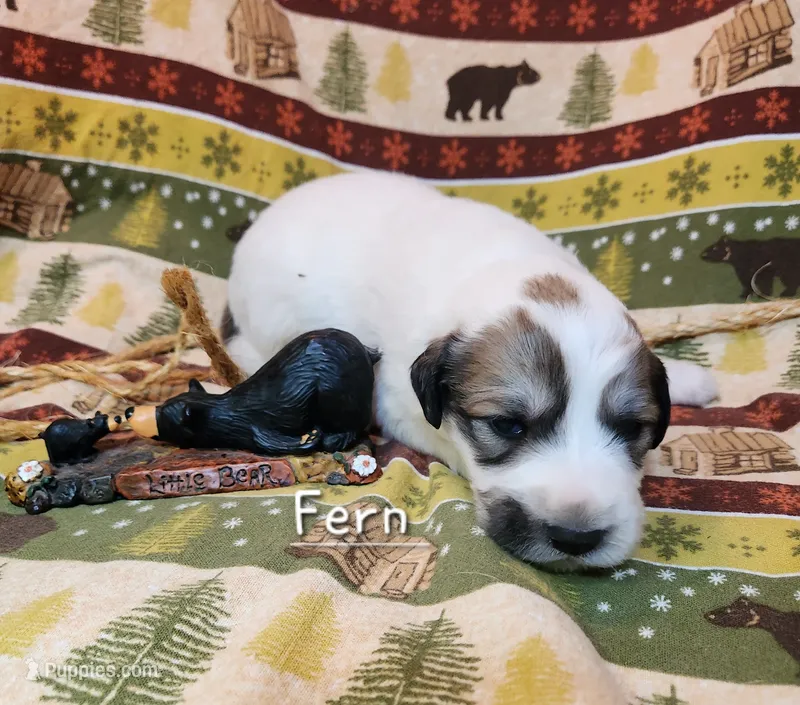 Fern – Great Pyrenees puppy for sale in Red Bud, IL