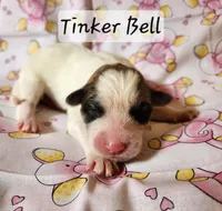 Tinker Bell , a female Great Pyrenees for sale in Red Bud, IL – 3 of 3
