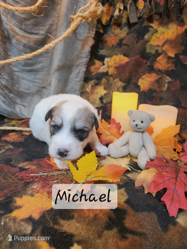 Michael Darling  – Great Pyrenees puppy for sale in Red Bud, IL