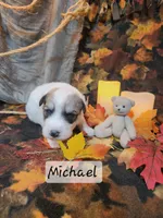Michael Darling , a male Great Pyrenees for sale in Red Bud, IL – 1 of 3