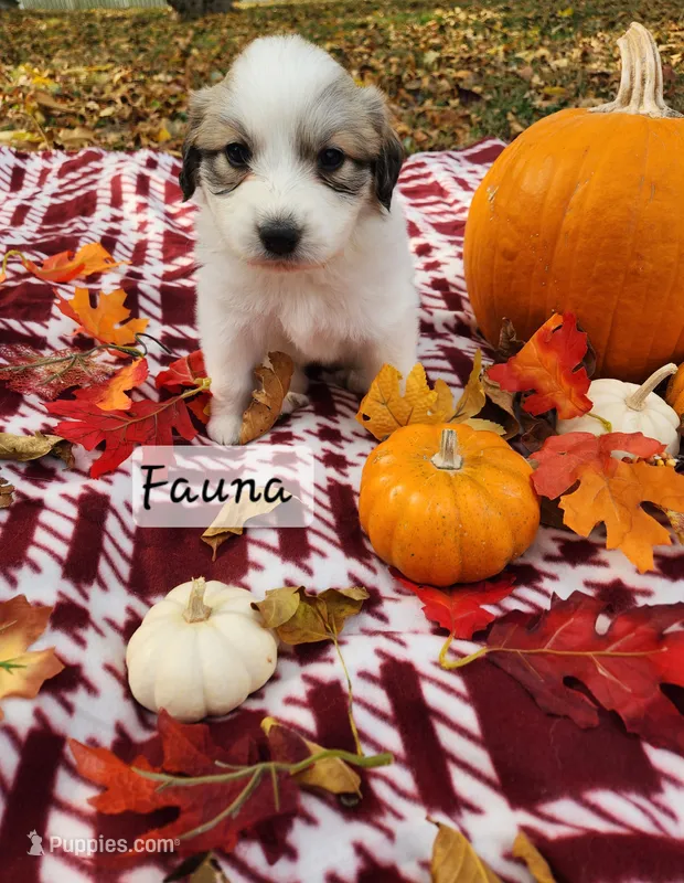 Fauna  – Great Pyrenees puppy for sale in Red Bud, IL
