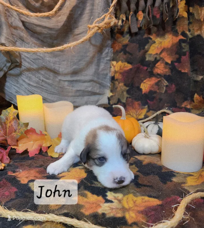 John Darling  – Great Pyrenees puppy for sale in Red Bud, IL