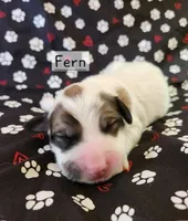 Fern, a female Great Pyrenees for sale in Red Bud, IL – 3 of 3