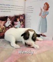 Wendy Darling , a female Great Pyrenees for sale in Red Bud, IL – 2 of 3