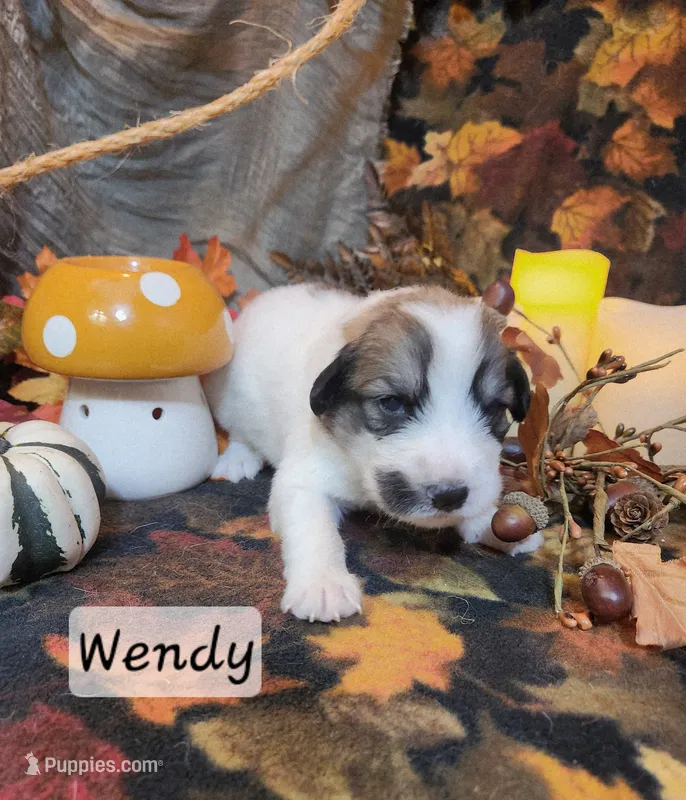 Wendy Darling  – Great Pyrenees puppy for sale in Red Bud, IL