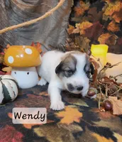 Wendy Darling , a female Great Pyrenees for sale in Red Bud, IL – 1 of 3