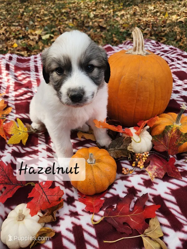 Hazelnut  – Great Pyrenees puppy for sale in Red Bud, IL