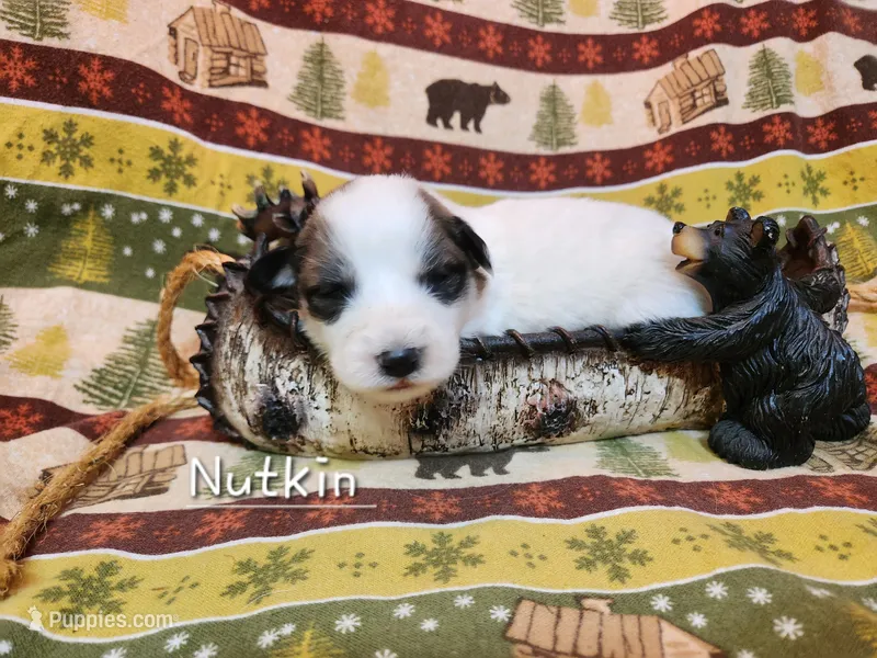 Nutkin  – Great Pyrenees puppy for sale in Red Bud, IL