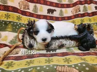 Nutkin , a female Great Pyrenees for sale in Red Bud, IL – 1 of 3