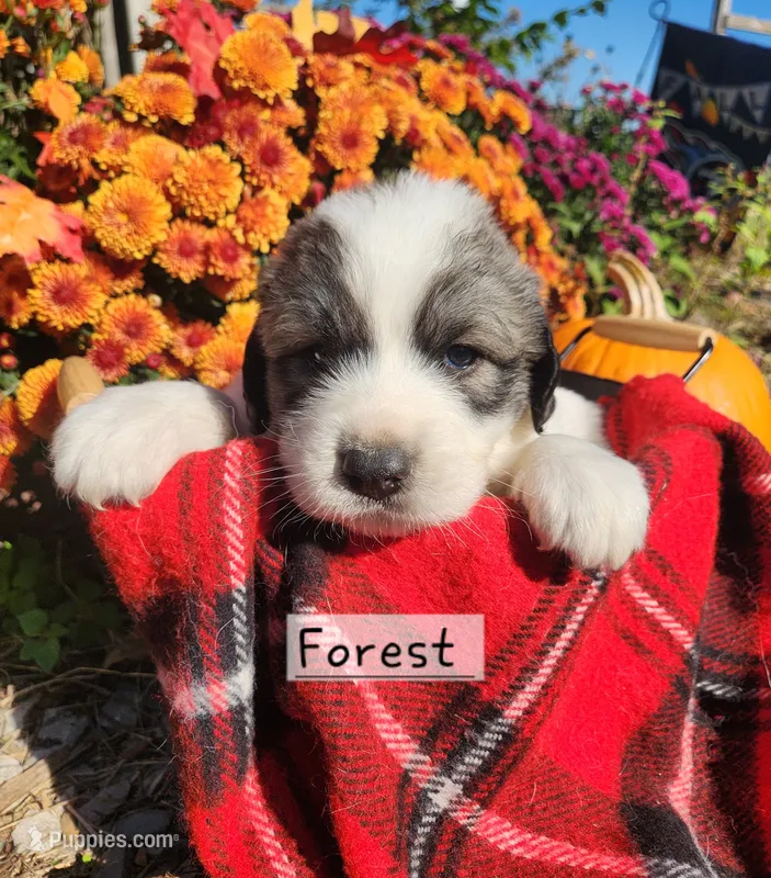 Forest – Great Pyrenees puppy for sale in Red Bud, IL